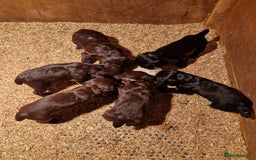Cocker Spaniel dogs for stud: KC REGISTERED WORKING COCKER SPANIEL FOR STUD in Rhayader - Image 23