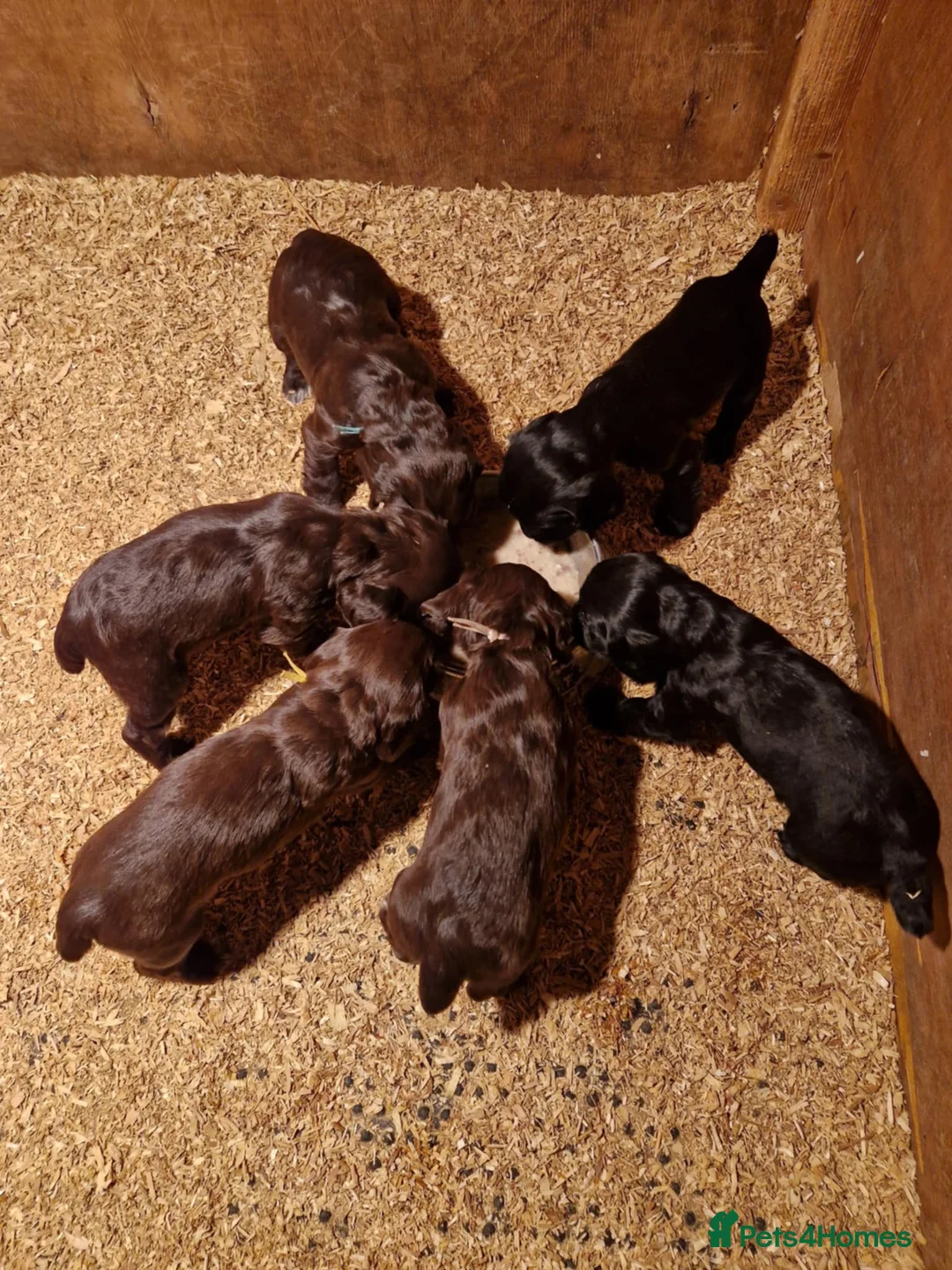 Cocker Spaniel dogs for stud: KC REGISTERED WORKING COCKER SPANIEL FOR STUD in Rhayader - Advert 23