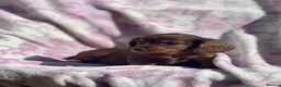 Miniature Dachshund dogs for sale: Miniature long haired dachshund  in Leeds - Advert 27