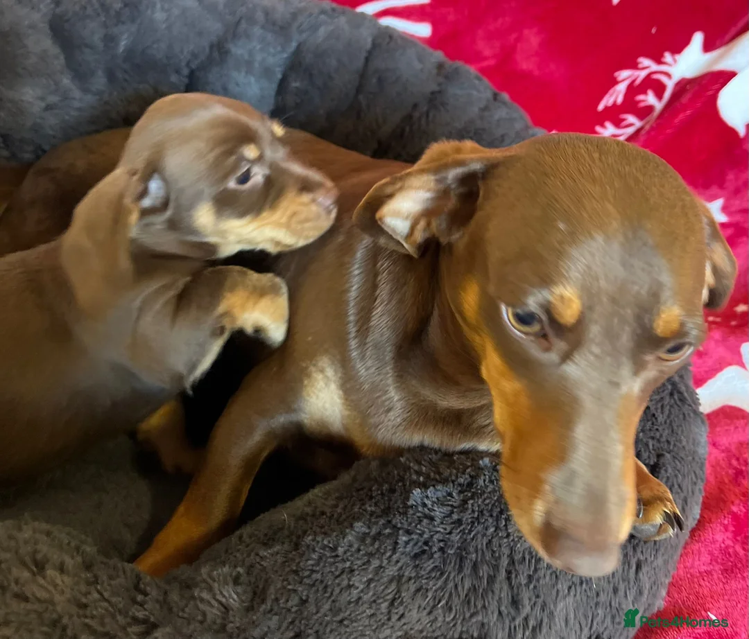 Miniature Dachshund dogs for sale: Miniture Dachshund Pups - Advert 1