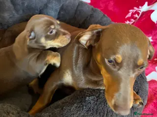 Miniature Dachshund dogs Miniture Dachshund Pups - Advert 1