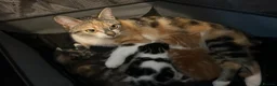 Mixed Breed cats for sale: Mixed litter of three kittens  - Advert 1