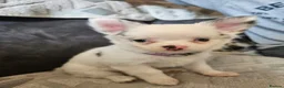 Chihuahua dogs for sale: 5 beautiful chihuahuas in Maidstone - Advert 3
