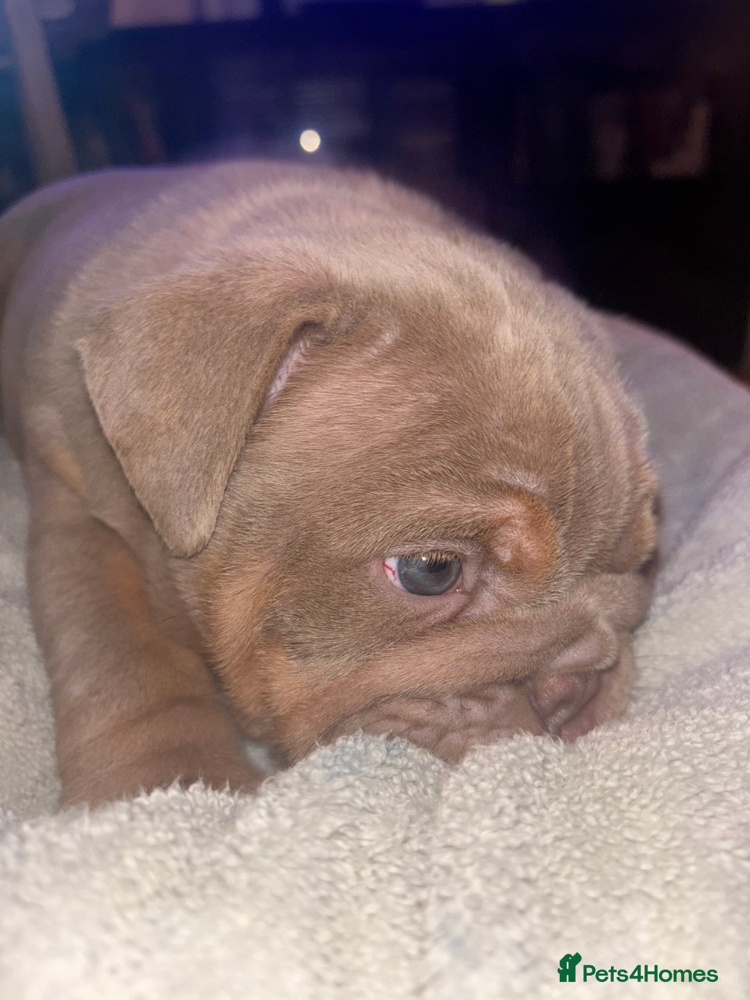English Bulldog dogs for sale: 2 English bulldog 'lilac' puppies READY 8TH DEC 25 - Advert 24