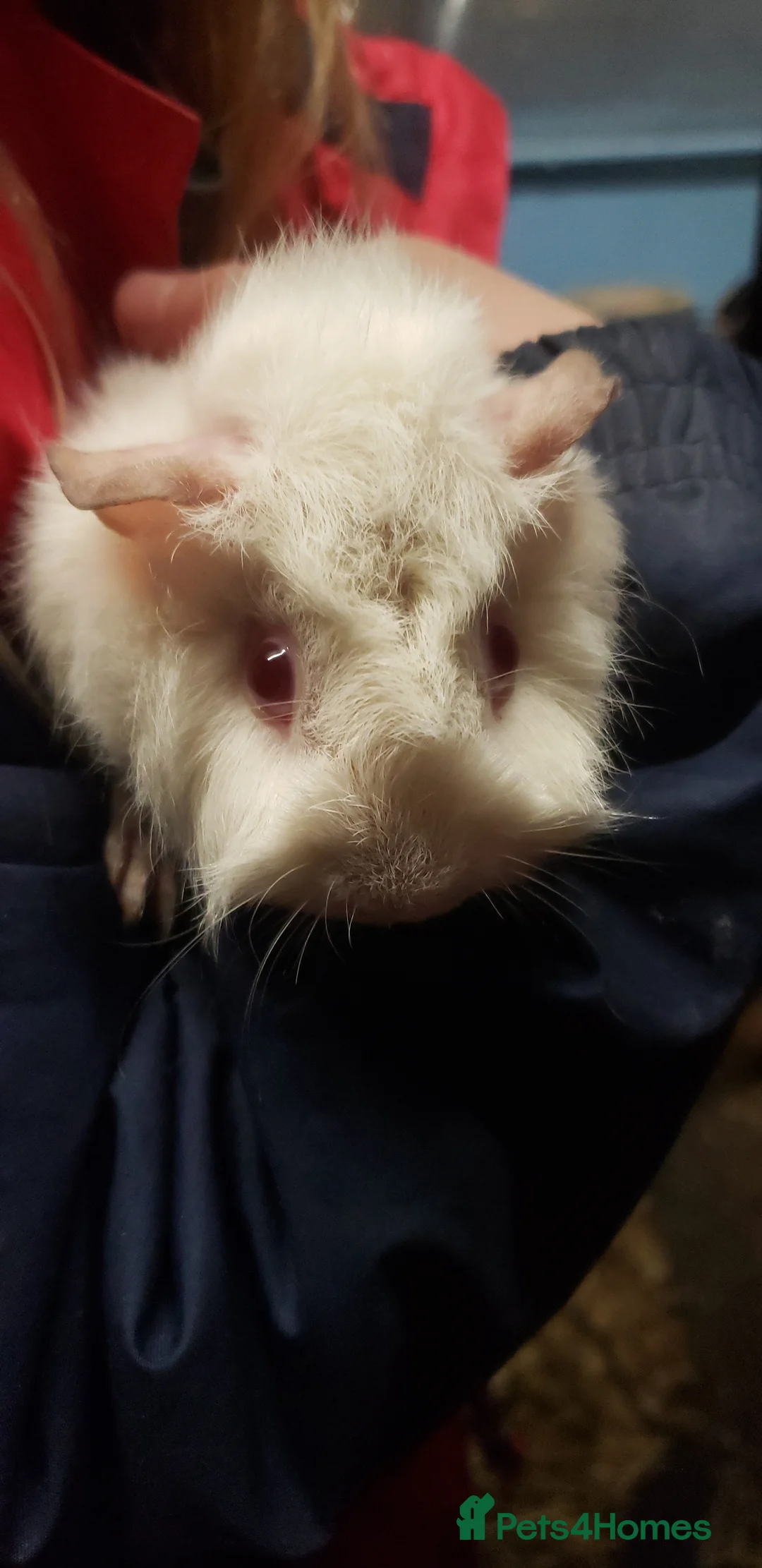 Guinea Pig rodents for sale: Guinea Pig Female/Males available now  - Advert 1