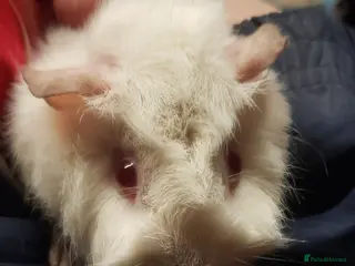 Guinea Pig rodents Guinea Pig Female/Males available now - Advert 20