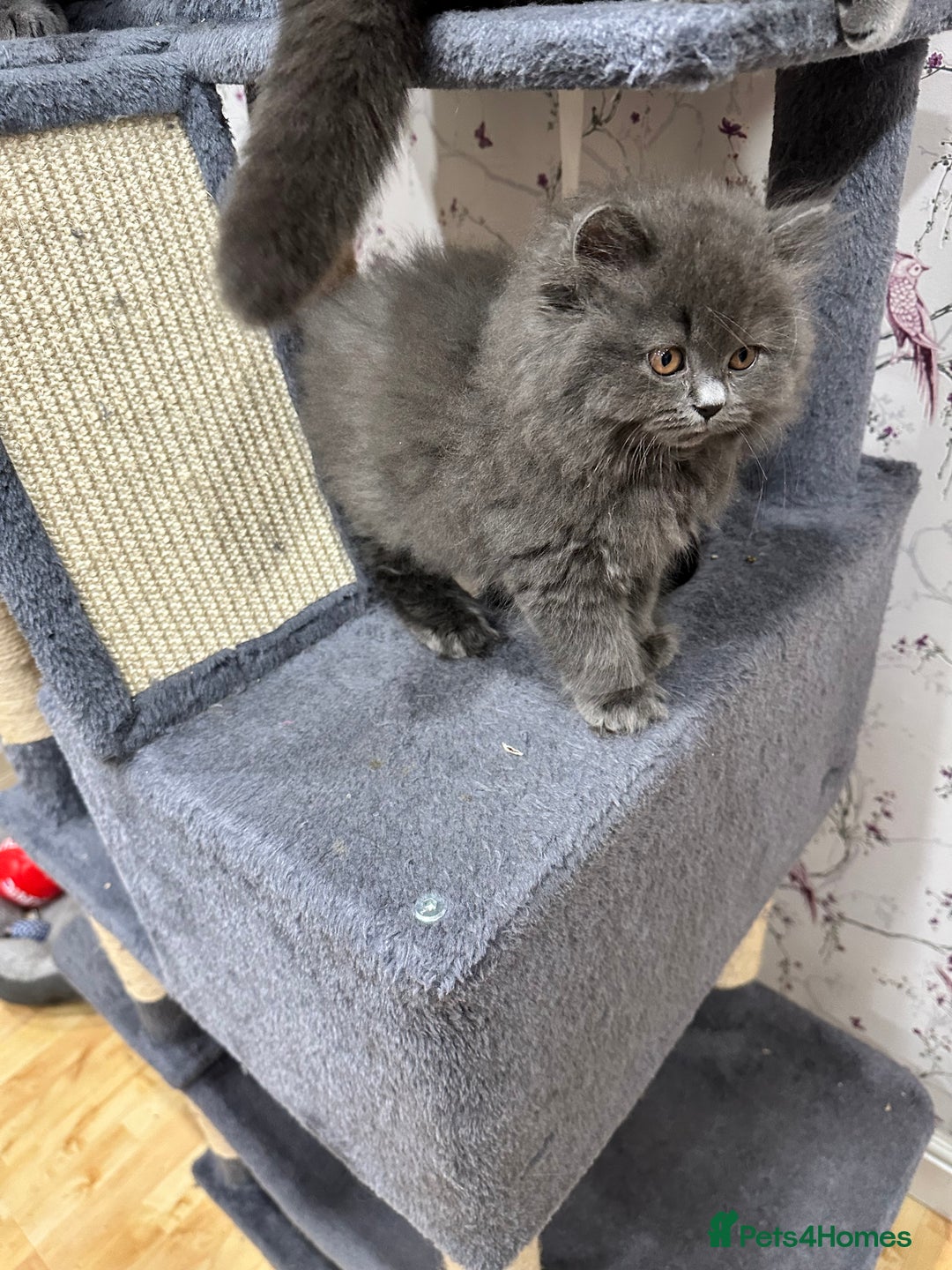 British Shorthair cats for sale: 4 Gorgeous British Blue Kittens  - Image 10