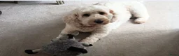 Mixed Breed dogs for sale: Honey the Cavapoochon - Advert 2