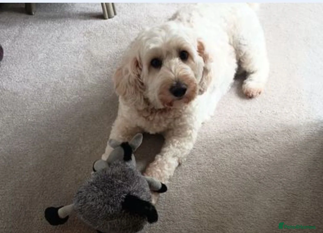 Mixed Breed dogs for sale: Honey the Cavapoochon - Advert 2