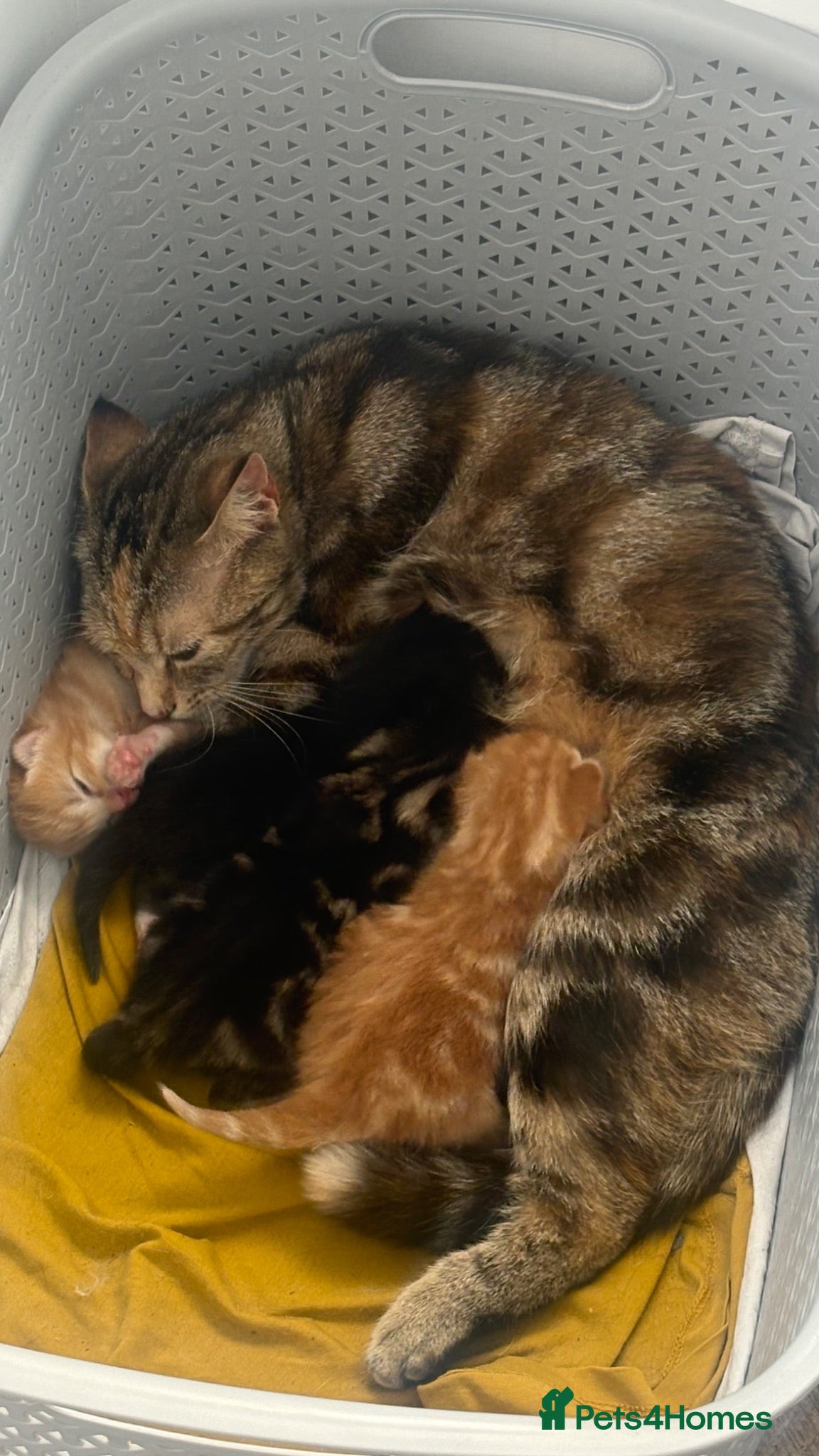 Mixed Breed dogs Kittens - Advert 1