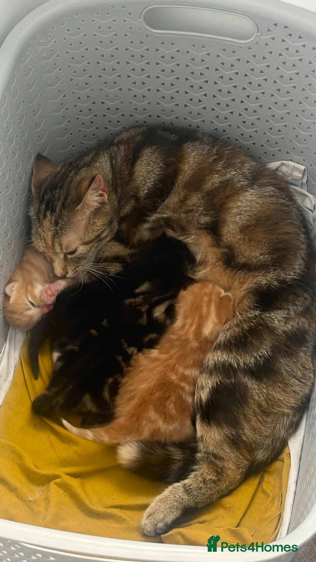 Mixed Breed dogs for sale: Kittens - Advert 1
