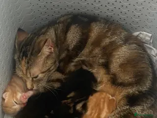 Mixed Breed dogs Kittens - Advert 1
