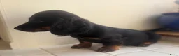 Miniature Dachshund dogs for sale: Stunning Miniature Dachshunds  - Advert 10