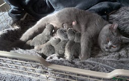 British Shorthair cats for sale: British Blue Kittens - Image 1