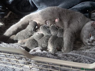 British Shorthair cats - Advert 5