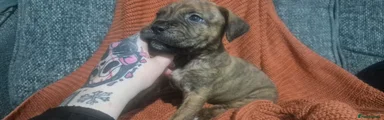 Mixed Breed Puppy 4