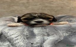 Mixed Breed dogs for sale: La Chon Puppies!  - Image 8