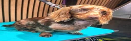 Miniature Dachshund dogs for stud: **RogueRoyales Stud Vuitton** PRA Clear - Advert 11