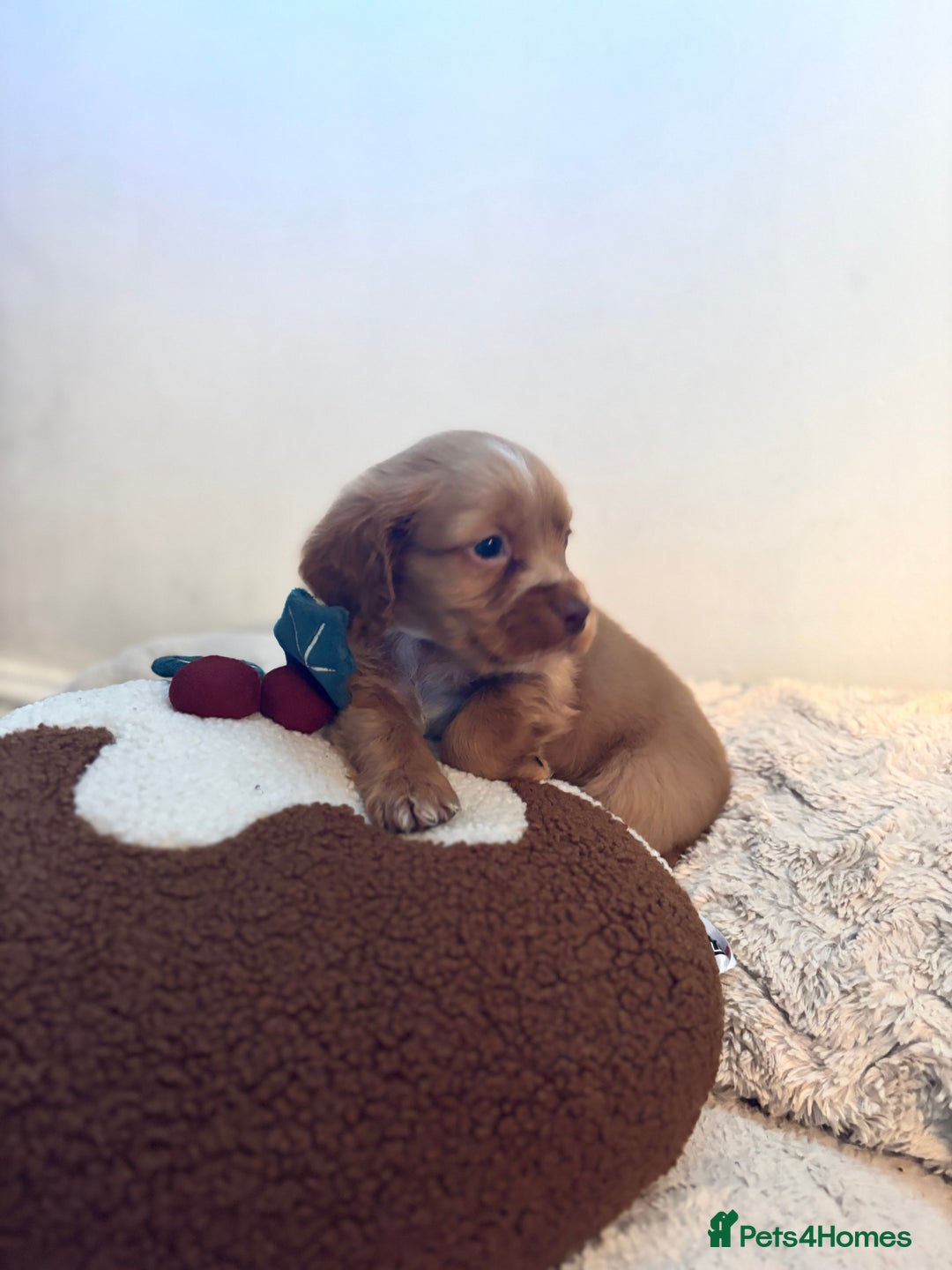 Sprocker dogs for sale: 🐾5 beautiful F1B sprocker spaniels - Advert 17