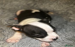 American Bully dogs for sale: perfect puppys - Image 13