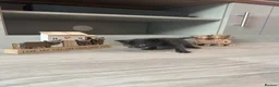 Mixed Breed cats for sale: Adorable kittens looking for their forever home  in Manchester - Advert 12