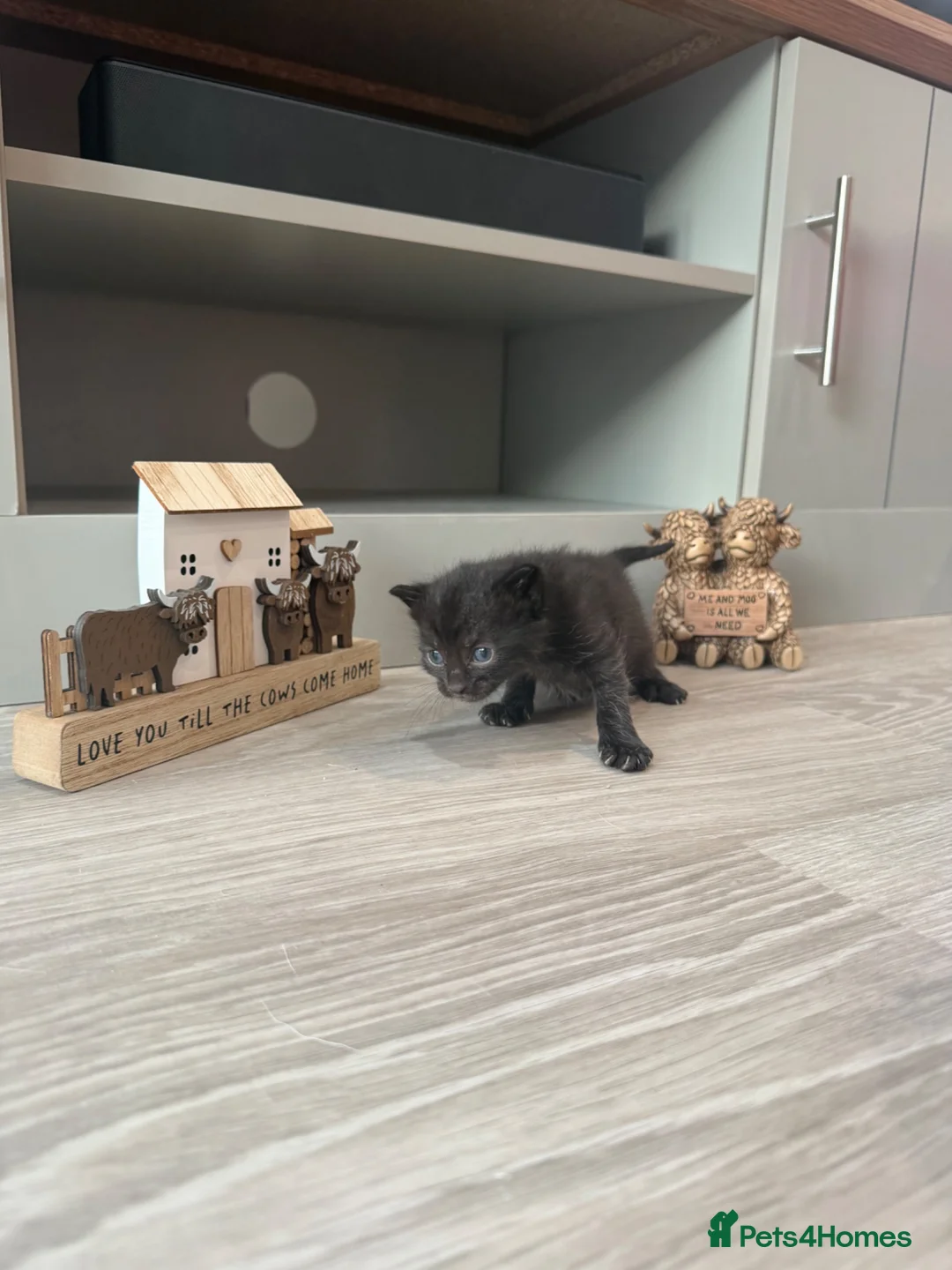 Mixed Breed cats for sale: Adorable kittens looking for their forever home  in Manchester - Advert 12