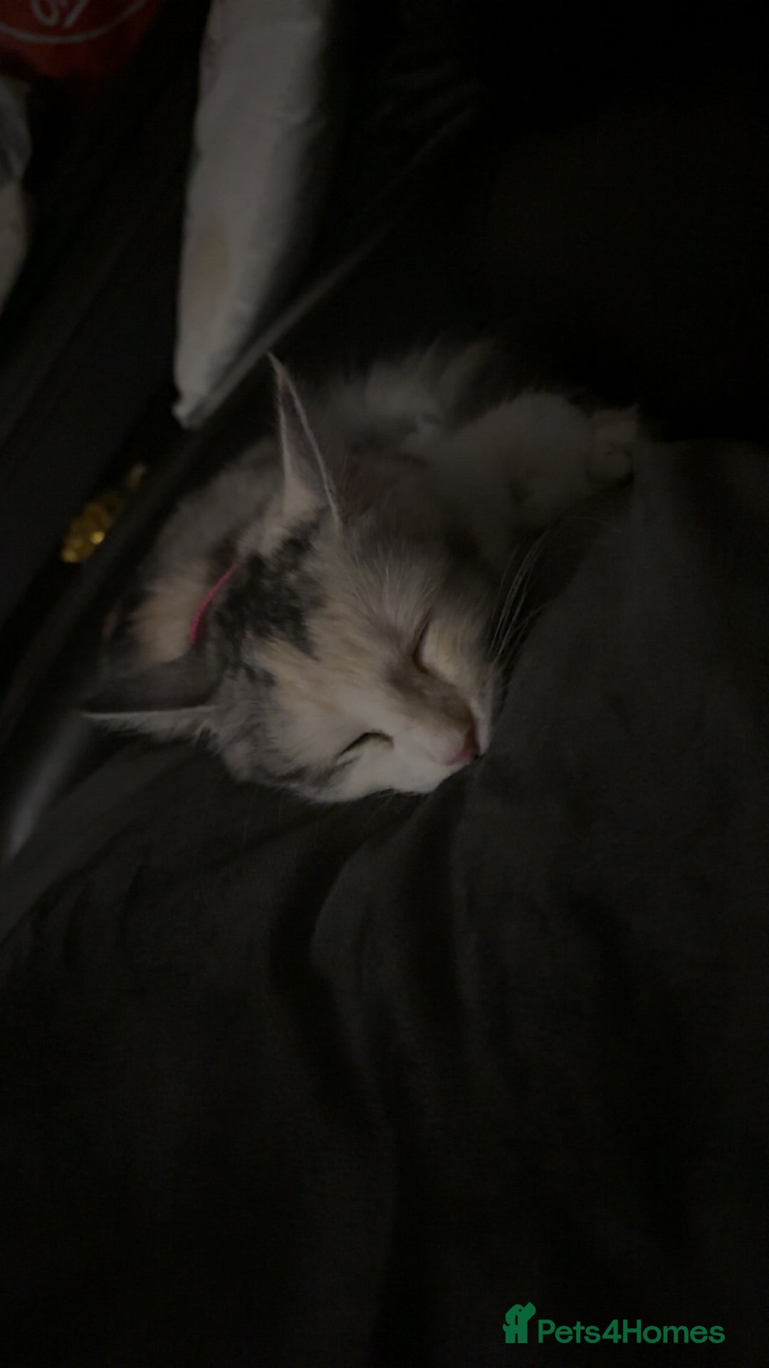 Maine Coon cats for sale: Mixed breed cat- Maine Coon - Advert 2