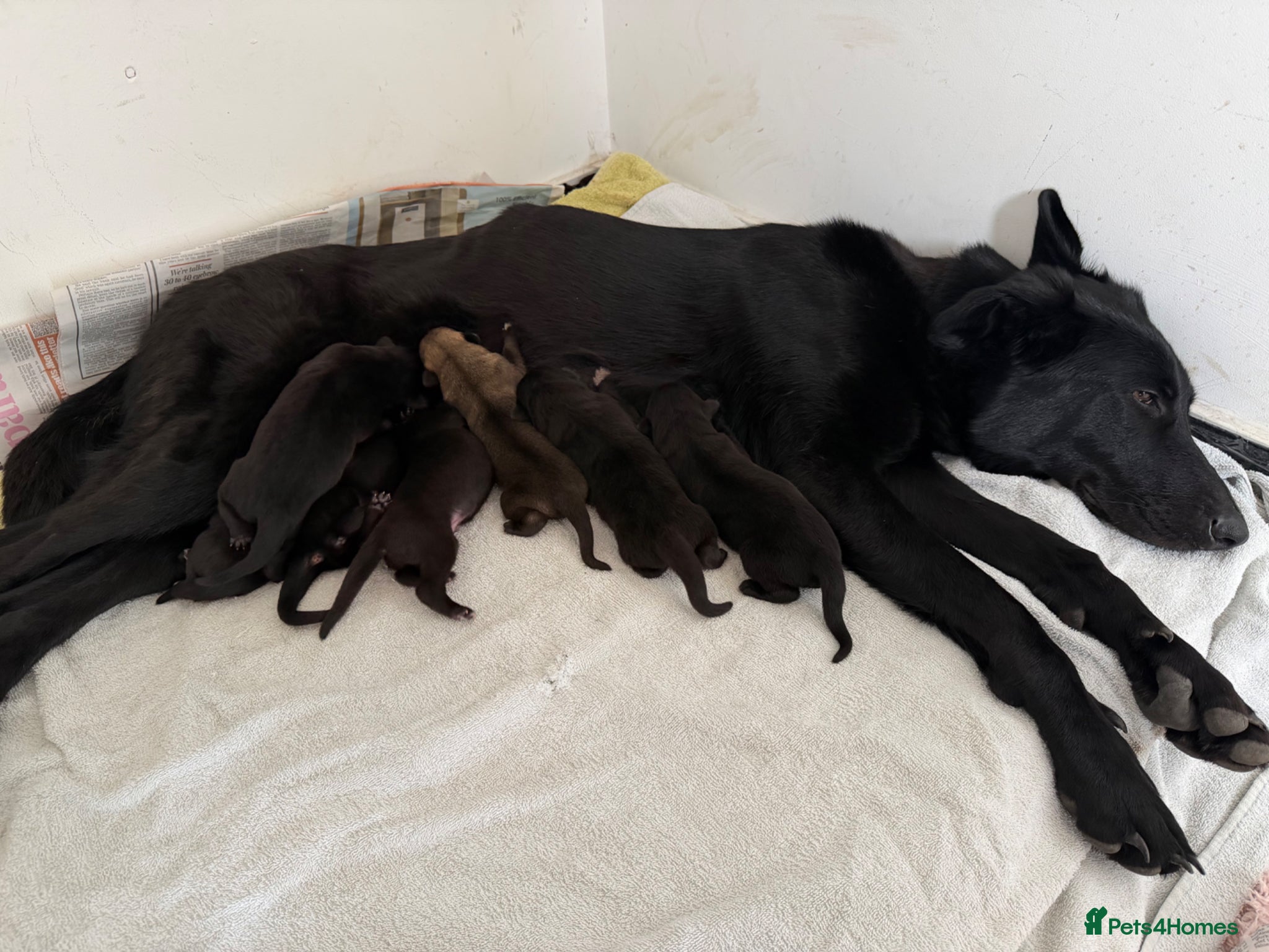 German Shepherd dogs Healthy German Shepherd Puppies - Advert 4