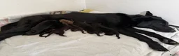 German Shepherd dogs for sale: Healthy German Shepherd Puppies - Advert 1