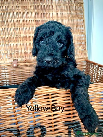 Cockapoo dogs - Advert 7