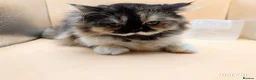 Exotic cats for sale:  Straight Exotic Persian, One-of-a-Kind Face  ! - Advert 2