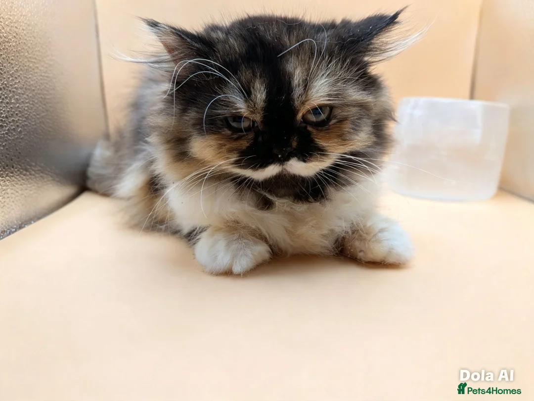 Exotic cats for sale:  Straight Exotic Persian, One-of-a-Kind Face  ! - Advert 2