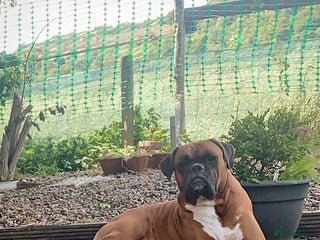 Boxer dogs in Rochester - Advert 4