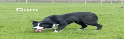 Border Collie dogs for sale: Border Collie Pups in Lancaster - Advert 3