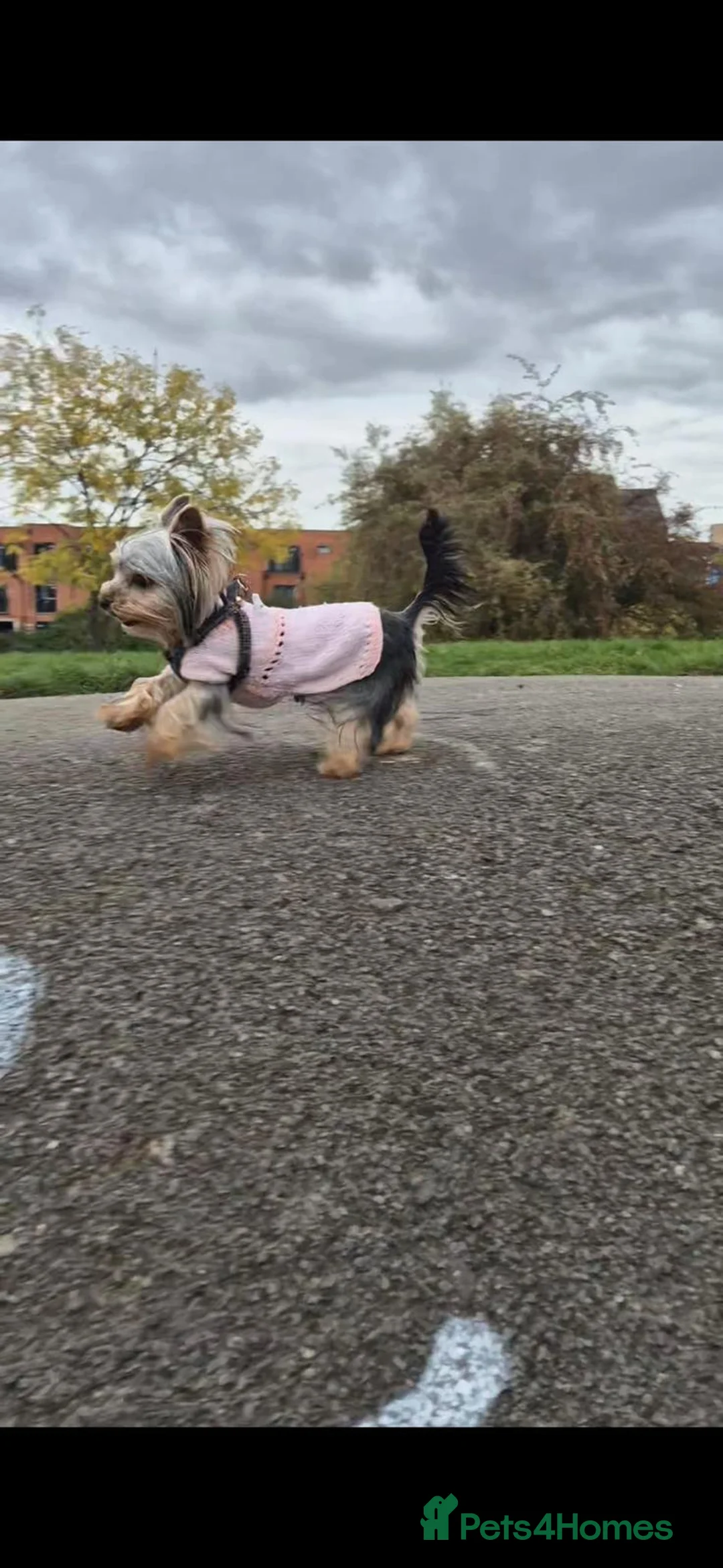 Yorkshire Terrier dogs for sale: TINY pedigree Girl - Advert 5