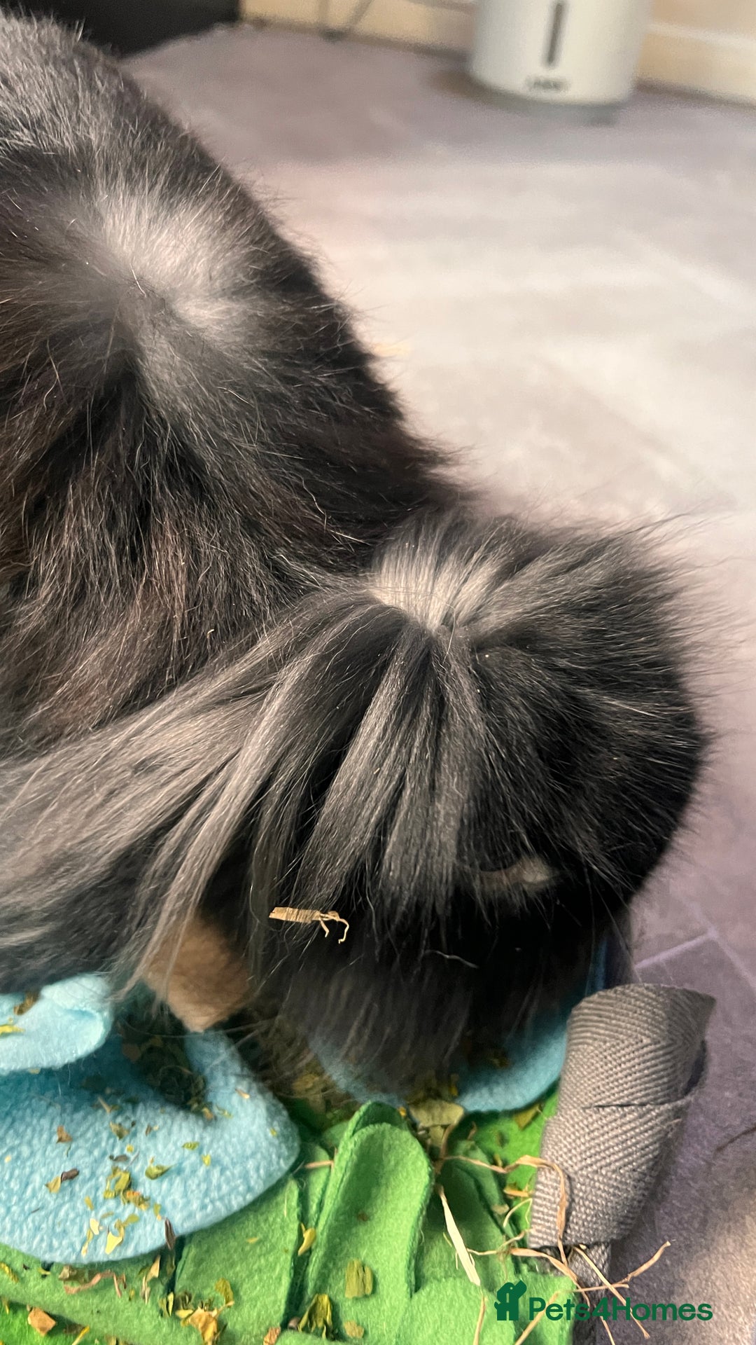 Mini Lion Lop rabbits for sale: 1 Year Old Neutered Male Mini Lionhead Rabbit  - Image 16