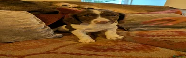 English Springer Spaniel 1