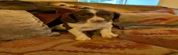 English Springer Spaniel dogs for sale: Springer Spaniel Pups  - Advert 8