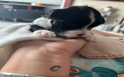 Mixed Breed dogs for sale: Maltese cross Chinese crested puppies for sale - Image 4