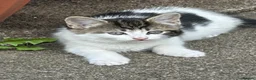 Domestic Shorthair cats for sale: 4 kittens, 2 boys and 2 girls  - Advert 8