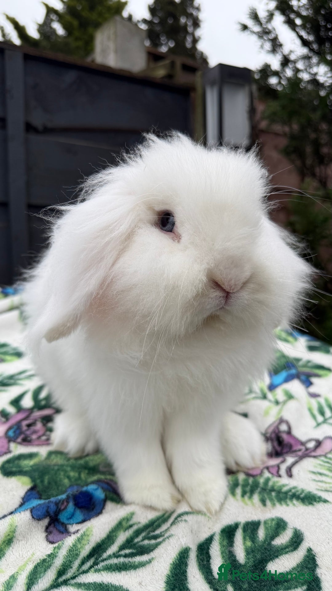Mini Lion Lop rabbits for sale: Super Sweet, Beautiful Blue Eyed White Boy - Advert 5