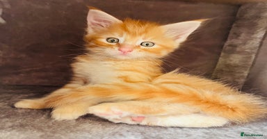 Maine Coon cats - Advert 4