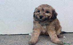 Cavapoochon dogs for sale: Beautiful Cavapoochon puppies for sale  - Image 5