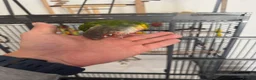 Conures birds for sale: Red factor, yellow sided pineapple conure - Advert 14