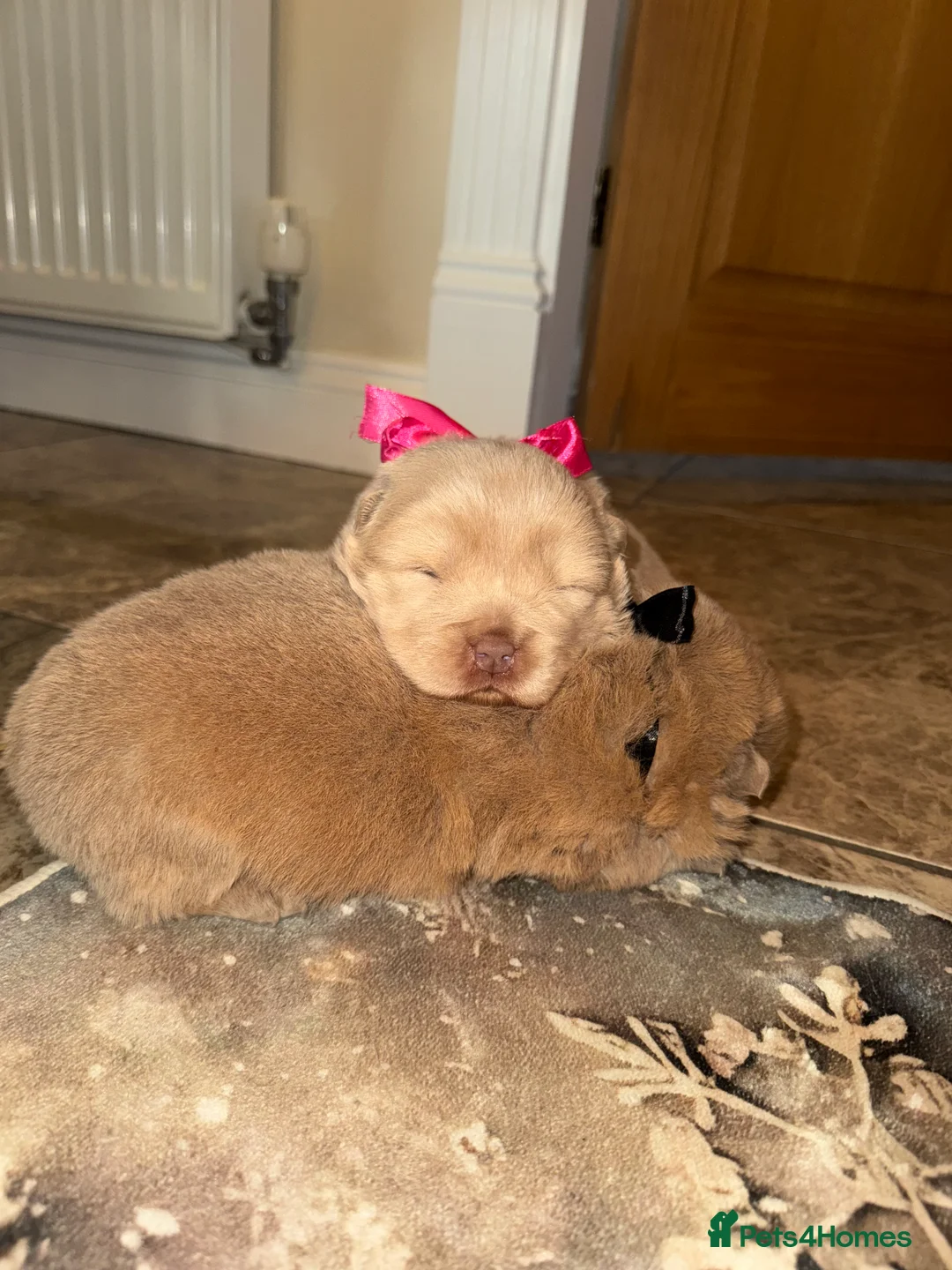 Chow Chow dogs for sale: 3 beautys left ⭐️  - Advert 18