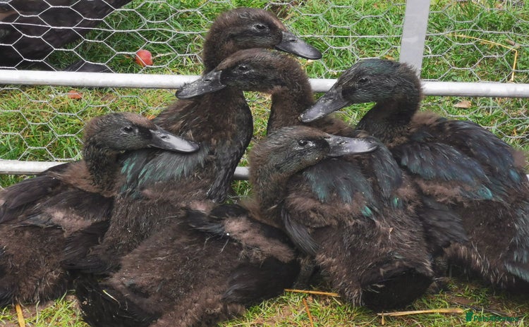 Ducks poultry - Advert 7