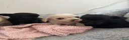 Mixed Breed dogs for sale: Chihuahua X puppies for sale - Advert 2
