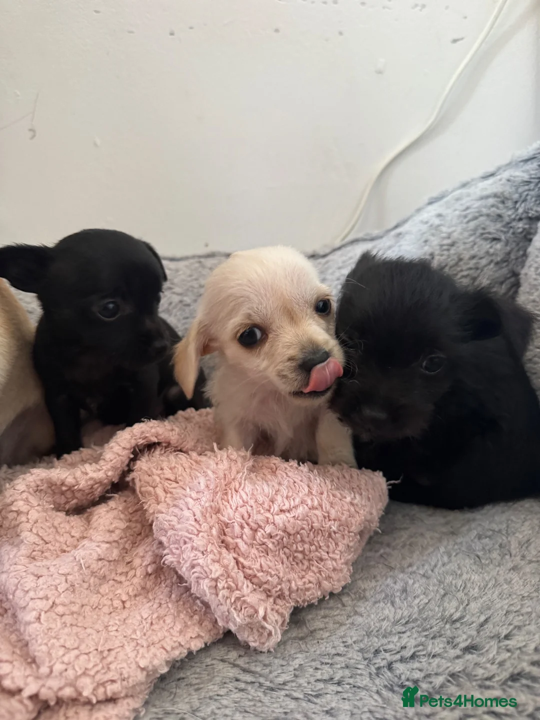 Mixed Breed dogs for sale: Chihuahua X puppies for sale - Advert 2