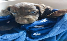 Cockapoo dogs for sale: ***ALL REHOMED***F2 Cockapoo Puppy Available  - Image 12