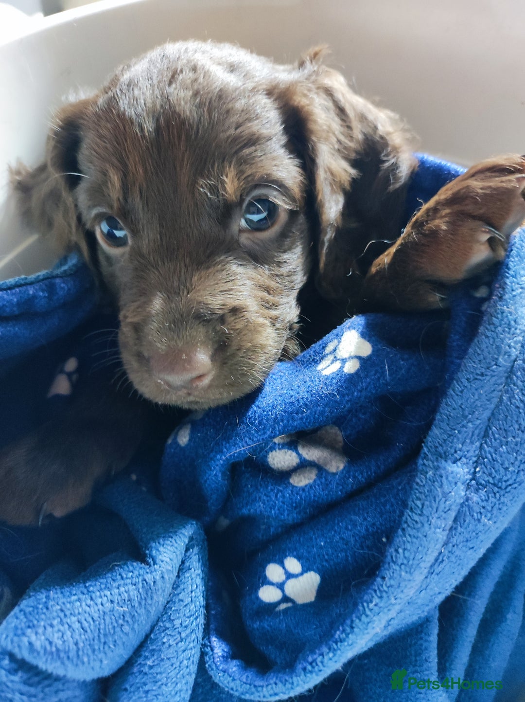 Cockapoo dogs for sale: ***ALL REHOMED***F2 Cockapoo Puppy Available  - Image 12